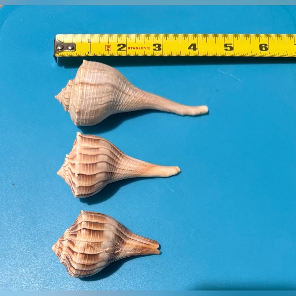 3 Large Knobbed Whelk Shells 3”- 4.5” Nautical Beach Decor Florida Coastal Clean